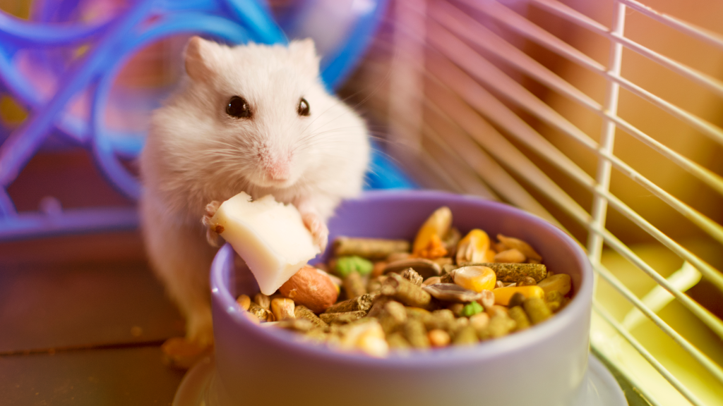 Raus aus dem Hamsterrad