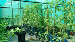 Selbstversorger in Paraguay Teil 2